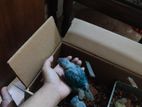 Turquoise blue conure