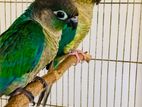 Turquoise Blue Conure