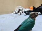 Turquoise blue conure self feed baby