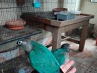 turquoise blue conure self feed baby