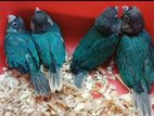 Turquoise Blue conure tame size bby available per pice dam deya holo