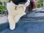 Tuxedo Male Cat