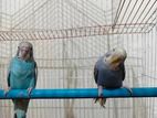 Two Budgerigars with Cage for Sale in Rajnagar