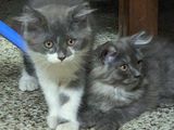 Two Persian Cat