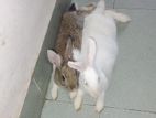 Two Rabbit for sell