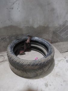 পালসারের পিছনের টায়ার for Sale পালসারের পিছনের টায়ার for Sale