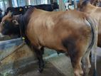 Deshi Cow sell-----73