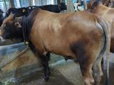 Deshi Cow sell-----73