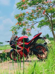 GPX Demon GR165R 2022 for Sale