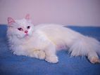 Persian Cat for urgent sell