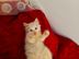 Pet Lovers BD ঢাকা