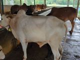 Qurbani Cow sell-22