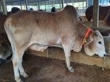Qurbani Cow sell-26