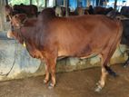 Qurbani Cow sell-47