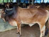 Qurbani Cow sell-49