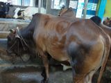 Qurbani Cow sell----68
