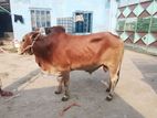 Qurbani Cow sell--78