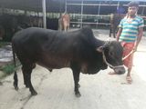 Qurbani Cow sell--79