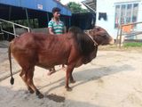 Qurbani Cow sell---81