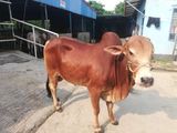 Qurbani Cow sell--83