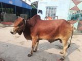 Qurbani Deshi Cow-82
