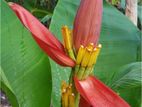 Unique Musa Banana Tree