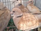 উন্নত ব্রিডের অস্ট্রেলিয়ান ঘুঘু Ghughu, Dove for sell