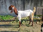 উন্নত জাত খাসি এবং খাসির বাচ্চা