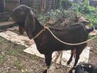 উন্নত জাতের Beetal ছাগল সাথে ২ টি বাচ্চা। Female Goat with Kids