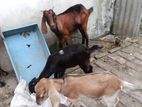 উন্নত জাতের ব্ল্যাক বেঙ্গল ছাগল