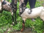 উন্নত জাতের এই ছাগল গুলো বিক্রয় হবে