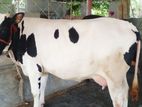 উন্নত জাতের গাভী ।(৩৬৩নং )
