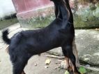 উন্নত জাতের ক্রস ছাগল ও বাচ্চা