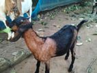 উন্নতজাতের বিটল জোড়া খাসি