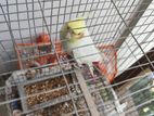 Urgent Cockatiel And Diamond Dove For Sell