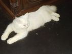 urgent cat sell post