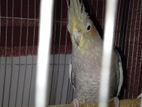 Urgent Grey Cocktail Sell !
