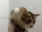 Urgent Parshian Cat Sell Post