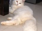 Urgent persian cat sell