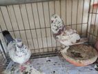 Urgent Pigeon for sale