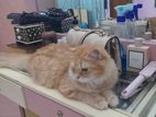 Urgent Sale: A Beautiful Persian Cat
