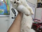 🐾 Urgent Sale: Beautiful White Persian Cats (male & Female, Adult)