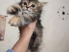 female kitten