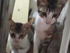 Cats SELL