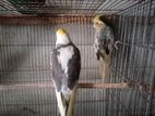 Bird for sell