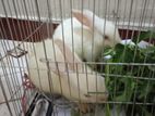 Rabbit for sell