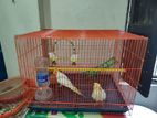 Cockatiel for sell