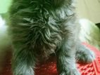 Persian Cat for sell