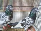 Pigeon Bird