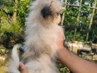 lhasa apso DOG